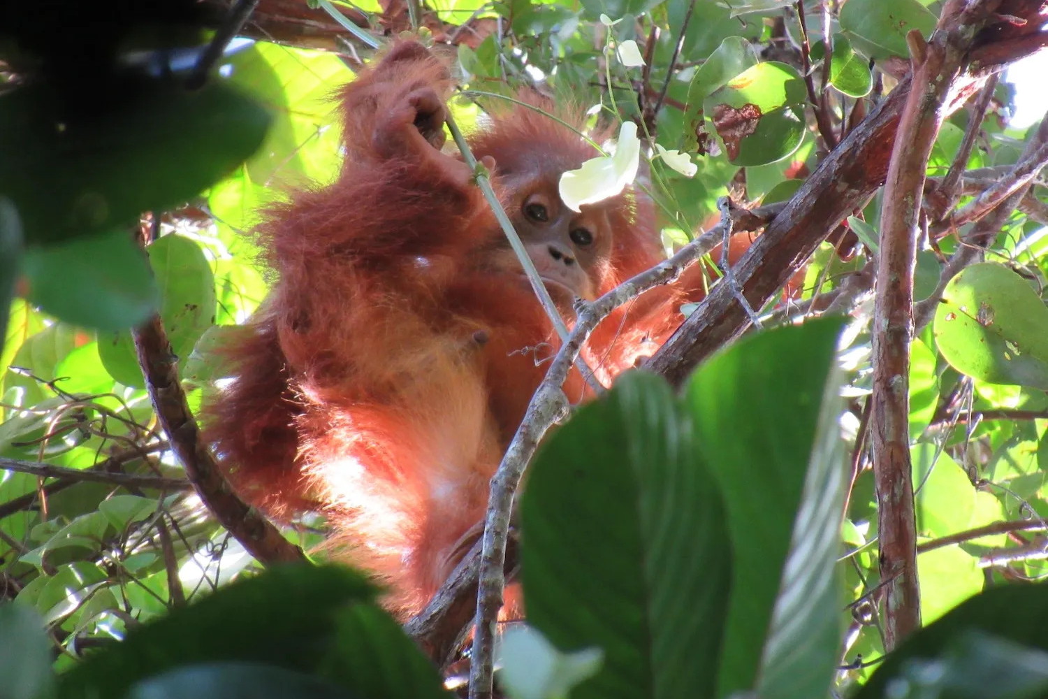 Jak se staví postel: Malí orangutani se učí budovat hnízda pozorováním a hrou